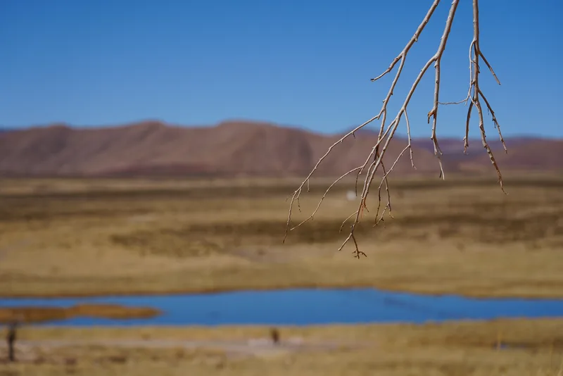 A bare, dead tree branch in extreme foreground against a high-altitude wetland plateau landscape with arid mountains bey