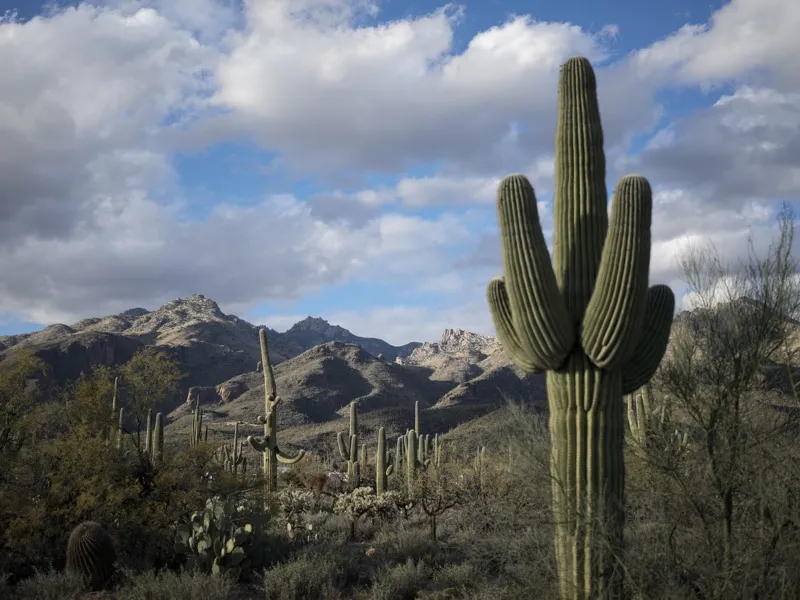 A large saguaro cactus (Carnegiea gigantea) in the Sonoran Desert, likely Sabino Canyon or Catalina State Park area near