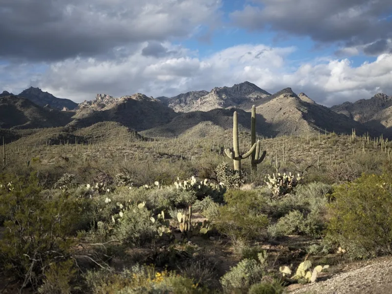 Sonoran Desert landscape, Saguaro National Park or adjacent preserve, likely the Tucson Mountain District or Santa Catal