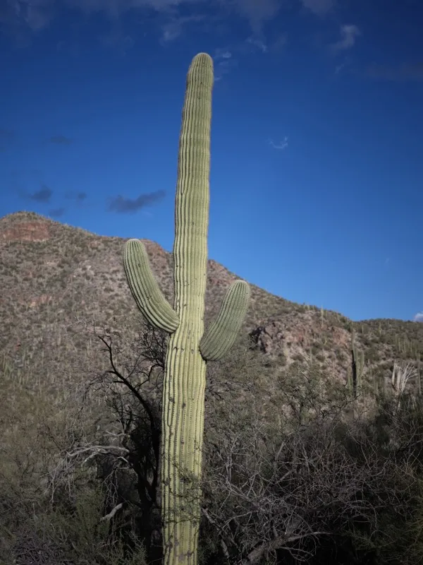 A mature, multi-armed saguaro cactus (Carnegiea gigantea) in the Sonoran Desert, likely Saguaro National Park or the Tuc
