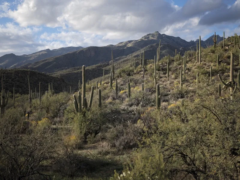 Sonoran Desert hillside — specifically a saguaro-dense slope in what appears to be the Santa Catalina or Rincon Mountain