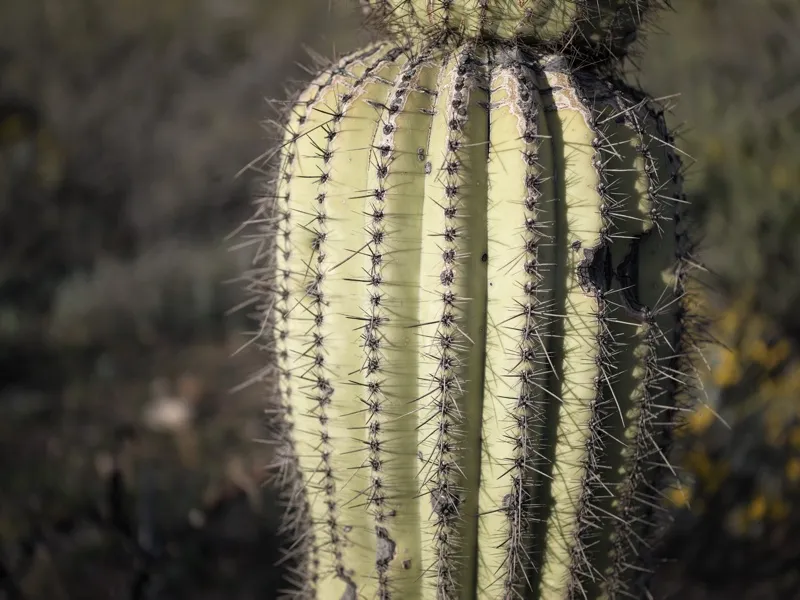 A saguaro cactus trunk in close-up, occupying the full frame height, the ribs and spine clusters as primary pictorial co