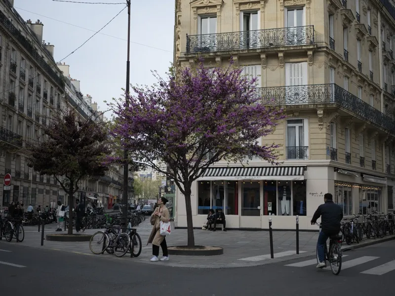 A Parisian intersection in early spring — Judas trees in bloom at a Haussmann-era corner, with pedestrian and cyclist in