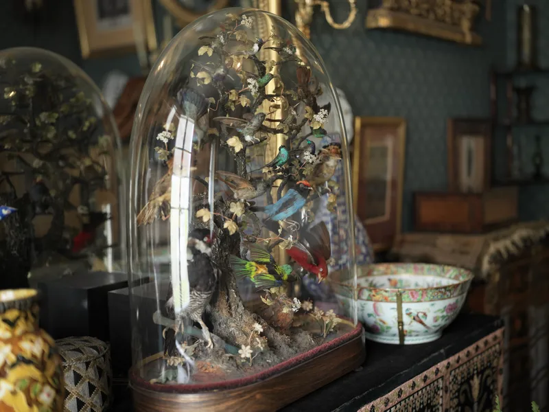 A Victorian taxidermy bell jar diorama containing multiple brightly colored exotic bird specimens arranged on a naturali